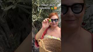 Ünlü Oyuncu Gülçin Santırcıoğlu, Zeytin Topladı.