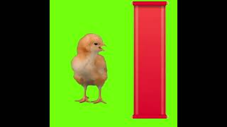 Chicken On Green Screen