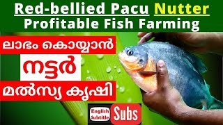ലഭ കയയൻ നടടർ മൽസയ കഷ Nutter Red-Bellied Pacu Fish Farming In Malayalam Kerala