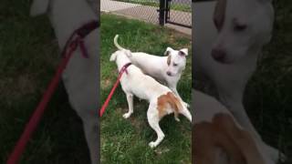 Rosie And April 2
