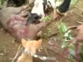 Berburu Babi 4 images Berburu Babi 4