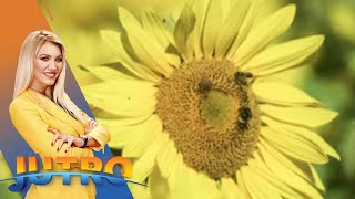 Da Li Je Pčelinji Vosak Lekovit I Kakve Su Zdravstvene Prednosti Od Ovog Preparata?