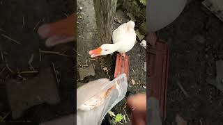 Bu Kaz Eşini Çok Kıskanıyor. Yavrular Olduğunda Sence Iyi Bir Koruyucu Kaz Olur Mu?