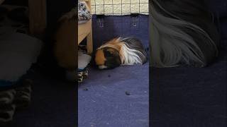 Nap Compilation