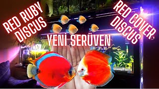 Tatli Su Akvaryumlarinin Tap Noktasi Olan Canli-Di̇scus Aldim Red Ruby Ve Red Cover