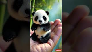 Pando