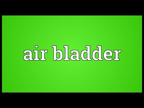 Header of air bladder