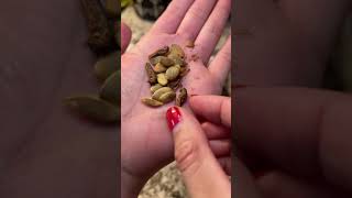 Trying Crickets