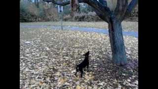 Jagd Training-Kitti Frizervald 2