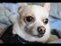 Pet chiwawa crying