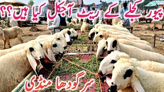 Sargodha K Pure Kajle Kakke Lele 5 Neshan Wale Global Village Farming