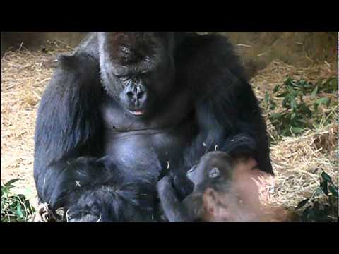 2011年4月7日の上野動物園のゴリラの父子。Dad and cute baby gorilla．＃02