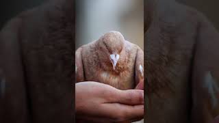 Feeding The Pigeon Kabootar
