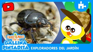 Creciendo Con La Gallina Pintadita Exploradores Del Jardín - Escarabajo