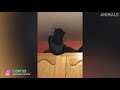 Try Not To Laugh Animals - Funny Cats Videos 2019 - Funniest Clean Vines Compilation