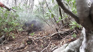 Yakın Mesafe Domuz Avı Close Range Boar Hunting