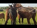 Horses meeting in my village ।  Кобыла Гроза ждёт жеребца