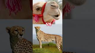 Cheetah Vs Tiger Vs Wild Cat Vs Zebra Vs Camel Comparison