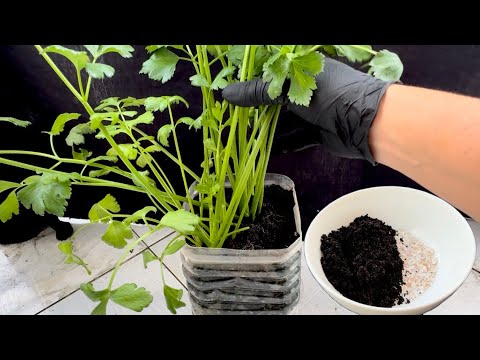 Growing vegetables without watering, plant once, harvest year round Growing vegetables without watering, plant once, harvest year round