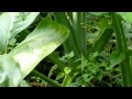 Plant with very big leaves - Colocasia plant - Elephant-ear - Eddoe - Dasheen - Cocoyam - Taro