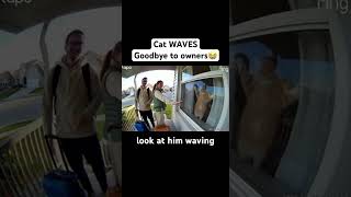 Cat Waves Goodbye To Owners