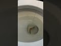 Toilet Fishing 🎣