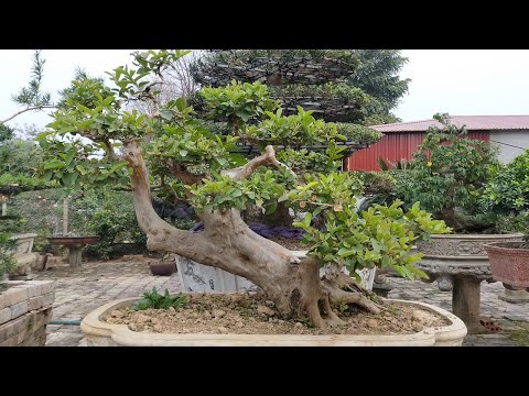Cây Ổi Bonsai • cây ổi ta bonsai