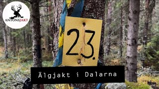 Älgjakt i Dalarna I Antonsjakt