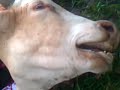 sembelih lembu