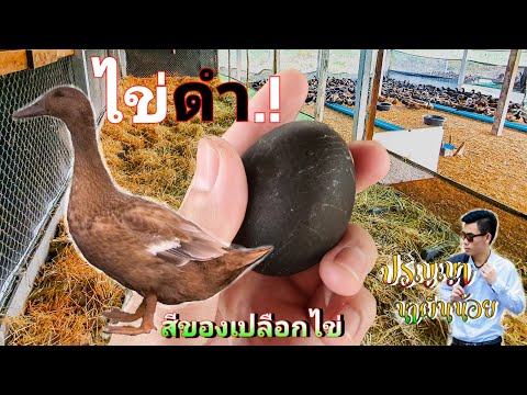 ทำไมไข่เป็ดมีสีแตกต่างกัน | ไข่เป็ดสีดำ