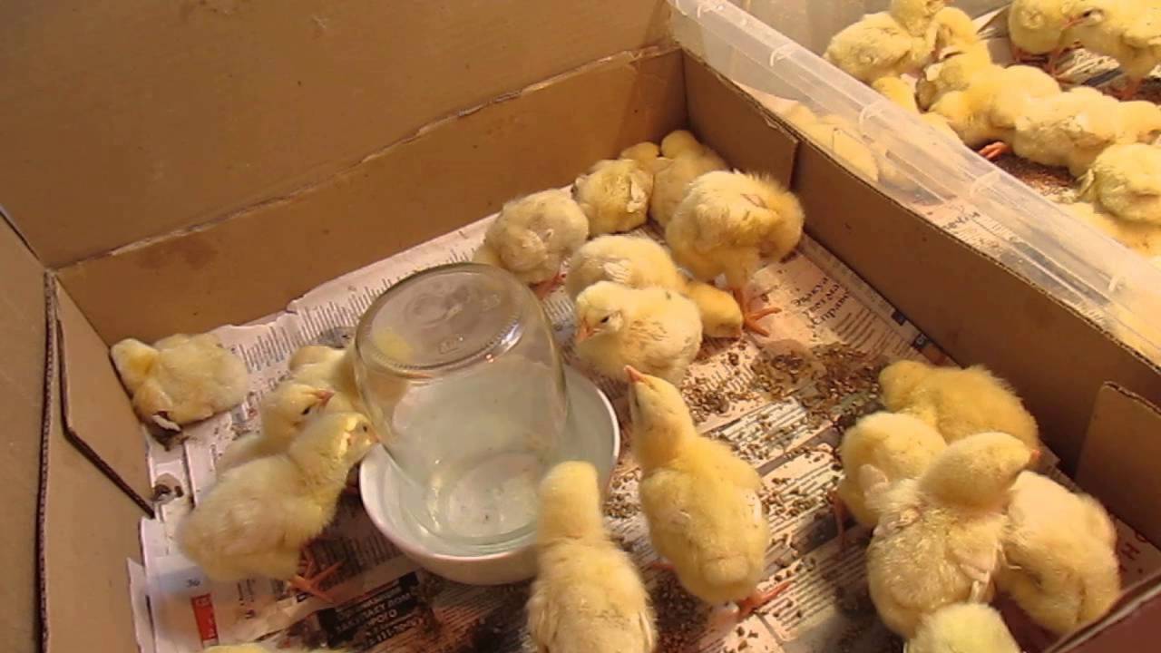 Как кормить цыплят в первые дни в домашних условиях Как кормить цыплят в первые дни в домашних условиях
