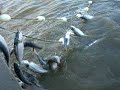 Fishing in Egegik Bristol Bay