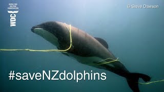 Last Chance - Save New Zealand Dolphins