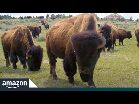 Where the buffalo roam and Amazon delivers