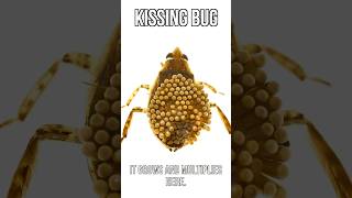 Kissing Bug Disease Situation Is Sad