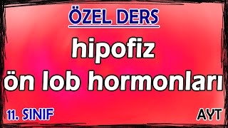 7 Endokrin Sistem 1 - Hipotalamus - Hipofiz - Ön Lob Hormonları - Özel Ders 11. Sınıf