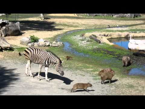 カピバラ　徳島動物園のカピバラとキリンとシマウマと・・