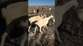 Teke Keçi Aşımı Teke Sesi