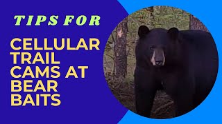 Tips For Cellular Trail Cameras And Bear Hunting Bear Baits