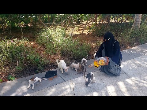 Pet cat videos indian|  Cat videos for cats to watch| cat videos |قطط