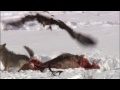 Coyote vs Bald Eagles - Yellowstone - BBC