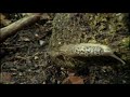 Slug sex