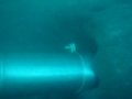 Vortex TORNADO 4 inch rov diver dredge