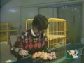 FABRICA DE HUEVOS