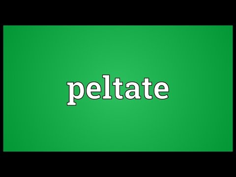 Header of peltate