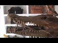 Shop Selling Crocodile Skin Products in Siem Reap / Camobodia