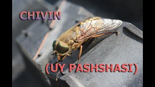 Ikki Qanotlilar Turkumi Chivin Uy Pashshasi Икки Қaнотлилaр Туркуми Чивин Уй Пaшшaси.