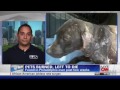 spca
