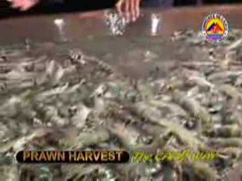 PRAWN HARVEST