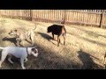 Rottweiler vs Pitbull Tug-o-War , Who Wins?